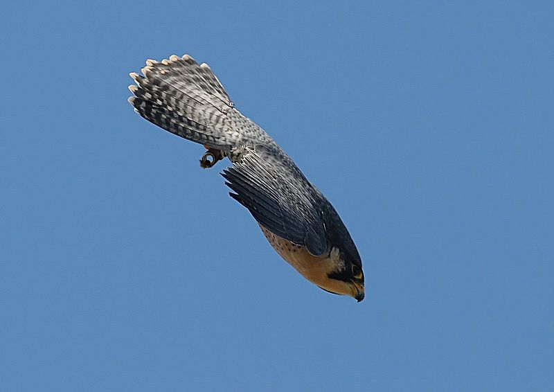 falcon-in-a-dive.jpg