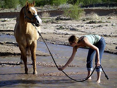 Horse-to-Water.jpg