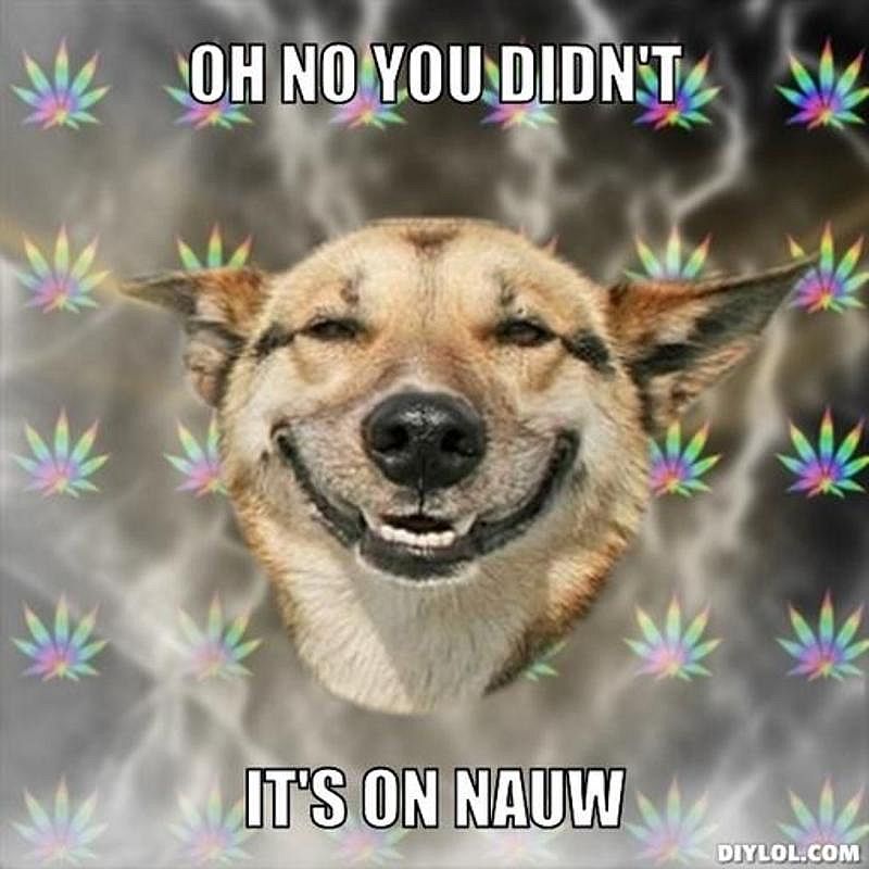 resized_stoner-dog-meme-generator-oh-no-you-didn-t-it-s-on-nauw-3a7ead.jpg