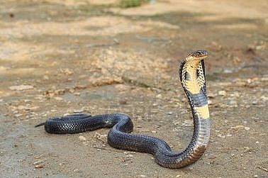 Cobra-Snake.JPG