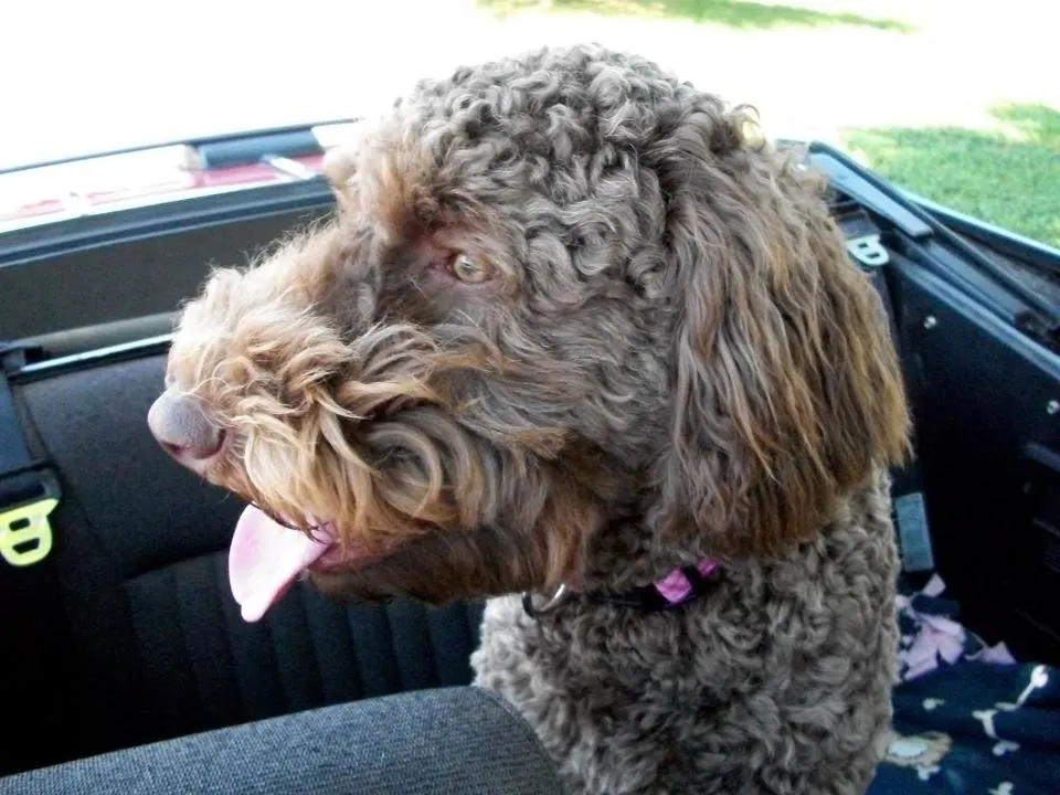 100_0062.webp