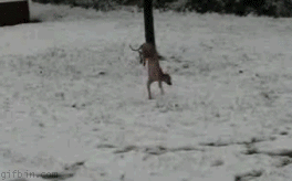 1262096198_dog-walk.gif