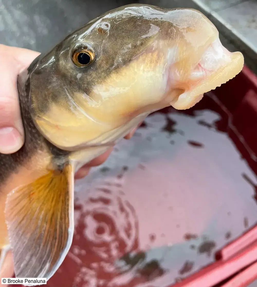 1774890807108.webp