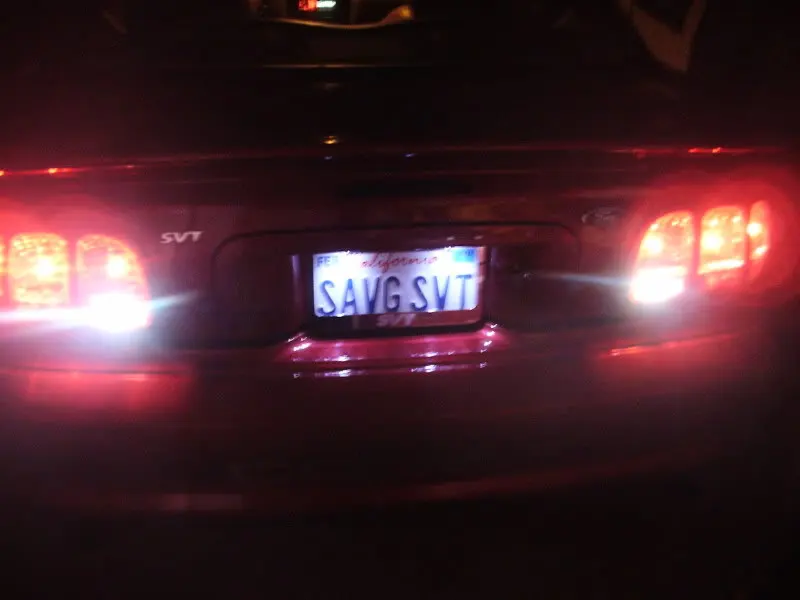 306Fox002.webp