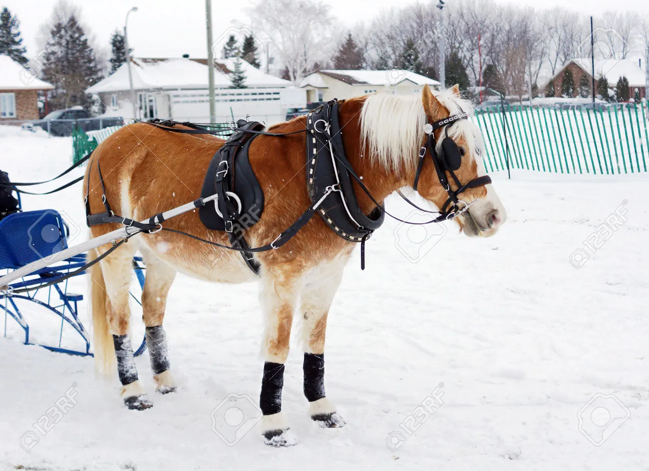 36576436-Haflinger-horse-pulling-sleigh-for-winter-obstacle-cone-driving-Stock-Photo.webp