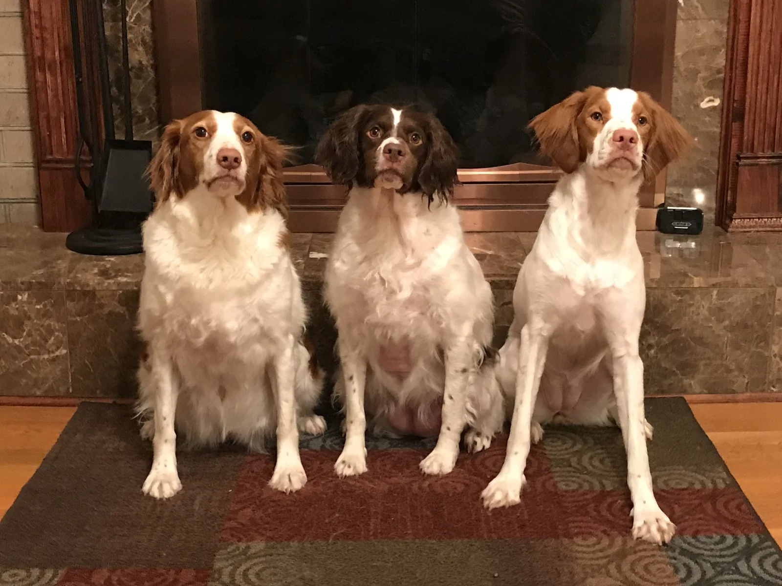 3dogs.JPG