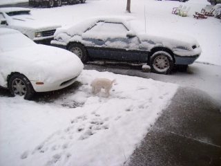 6542d1229886723-more-stang-in-the-snow-snownov017.webp