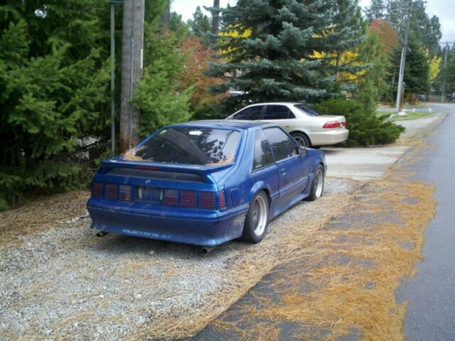 87fox rear.webp