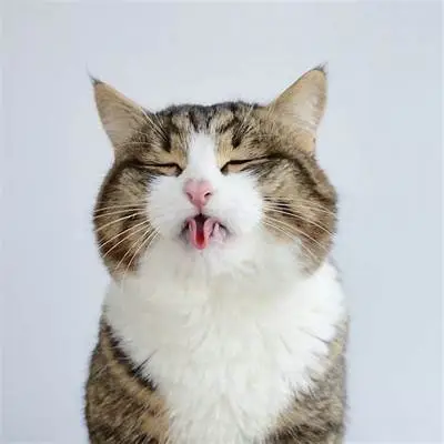 AD030441-6A8B-42BD-8404-A97FDDDDC0AB.webp