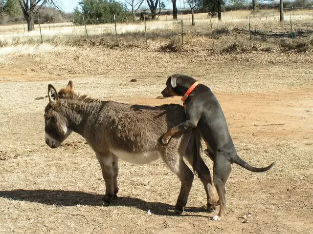 animaliinnamorati-1.webp