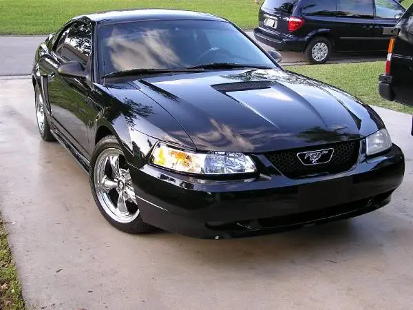 babystang.webp