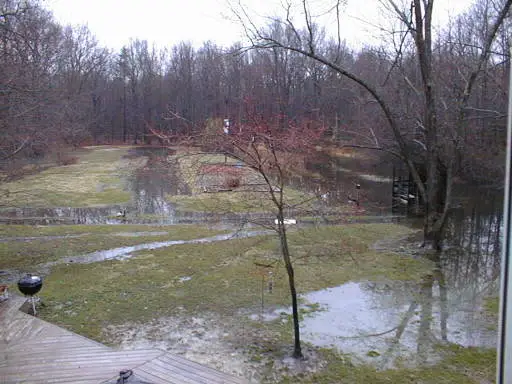 BACKYARDSWAMP.webp