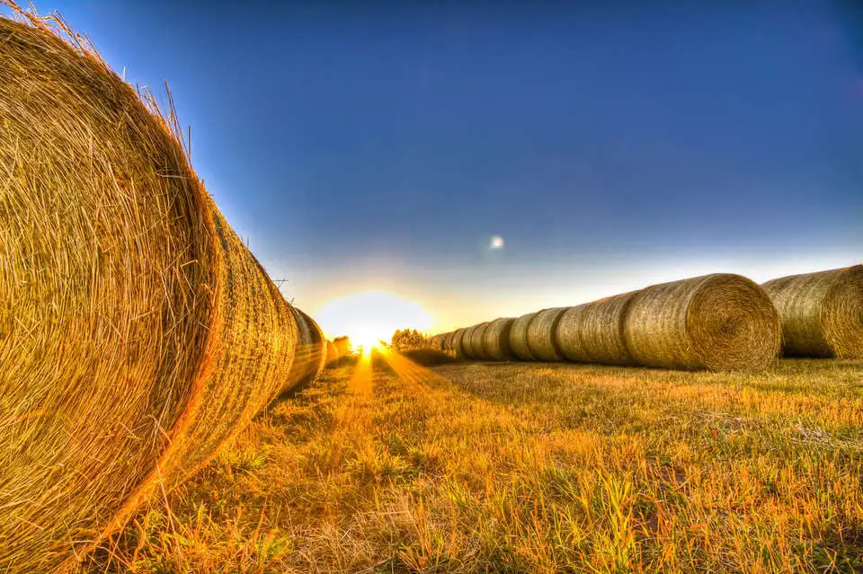 bales.webp