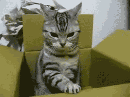 BD43B069-FF3F-4851-9E75-2A78ADE337BB.gif