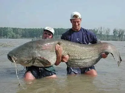 bigfish.webp