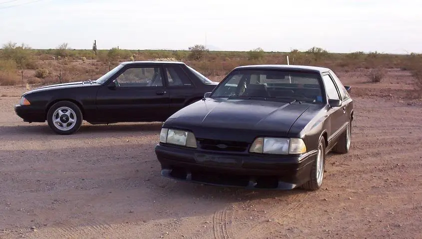 BlackFoxes03.webp