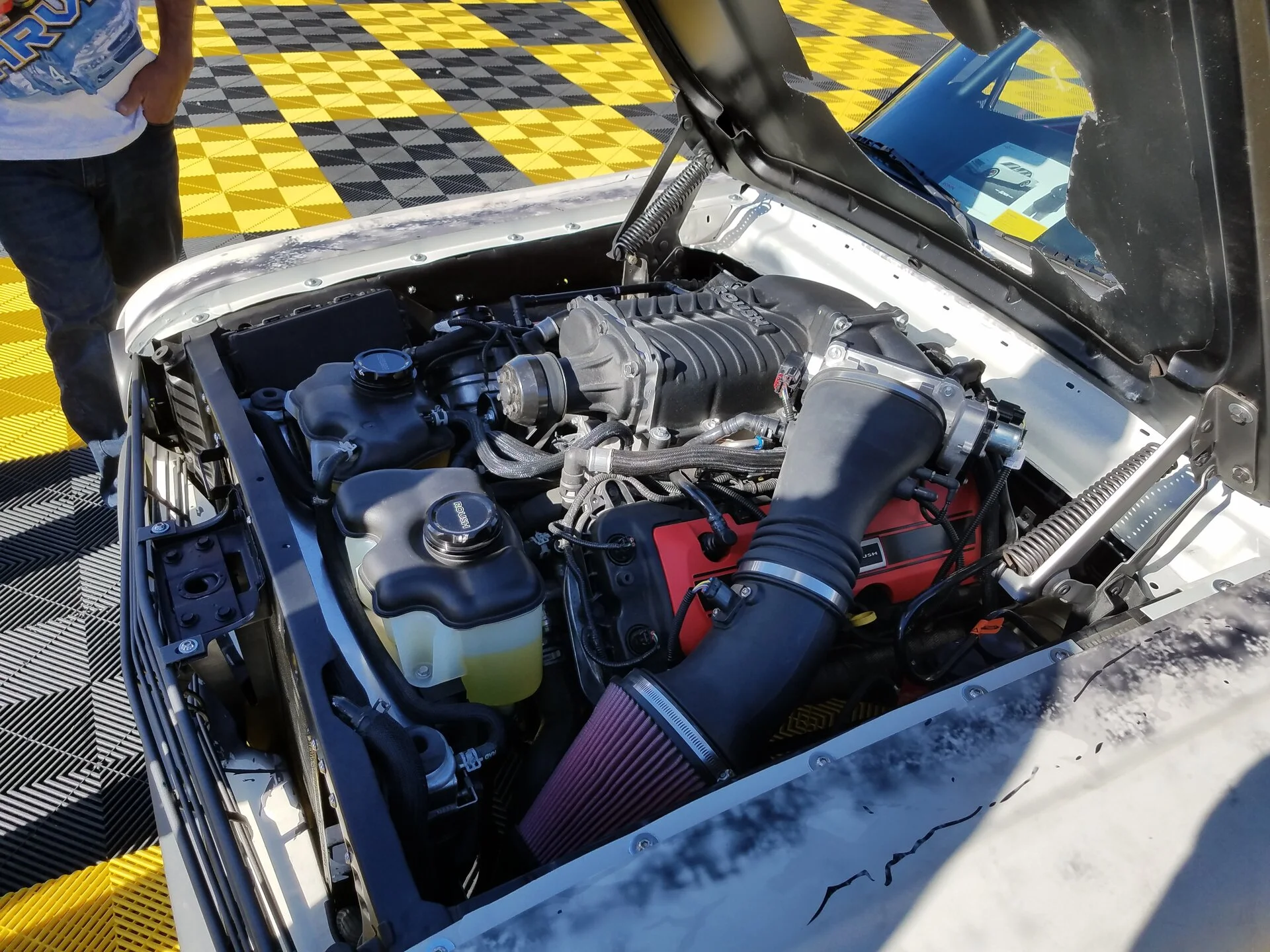 Blown coyote 4.webp