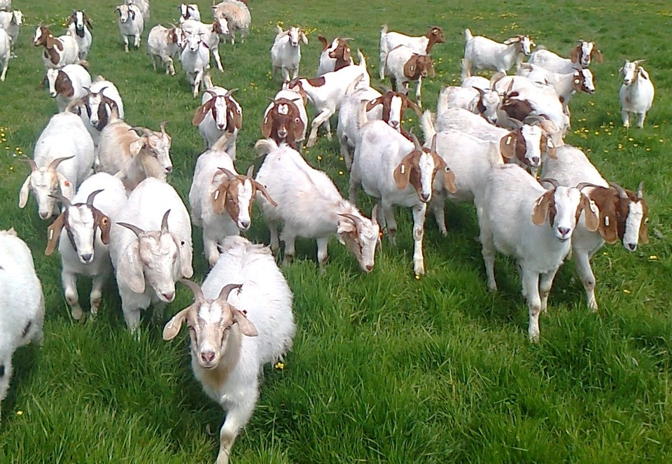 Boer-goats-grazing.webp