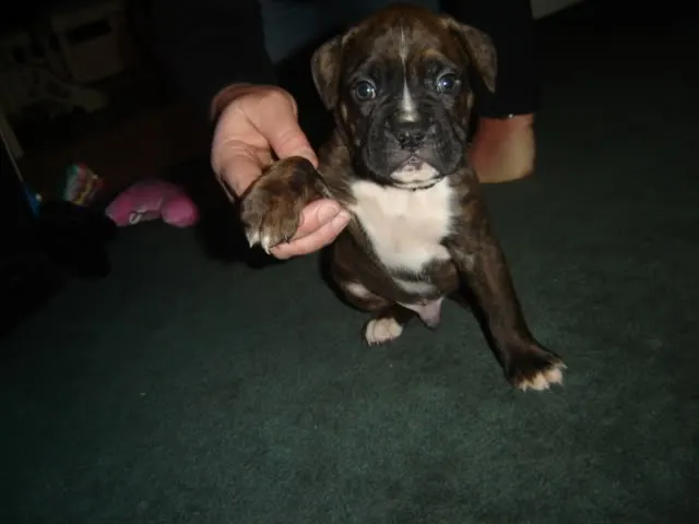 BRUNO017.webp
