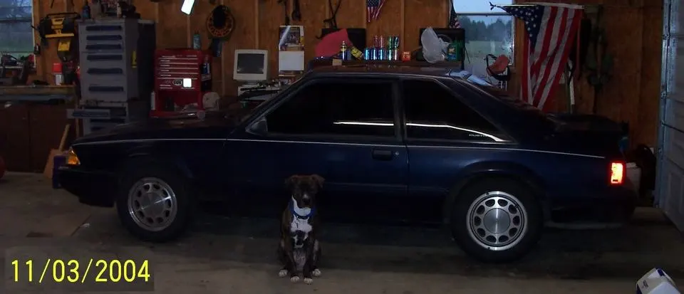 BrunoandMustang.webp