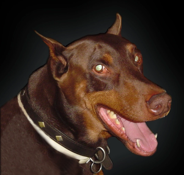 buddy5.webp