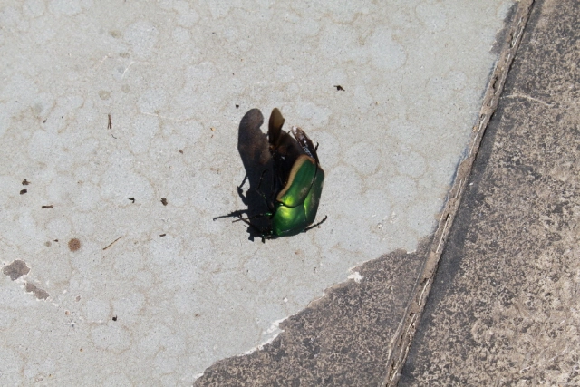bug.webp