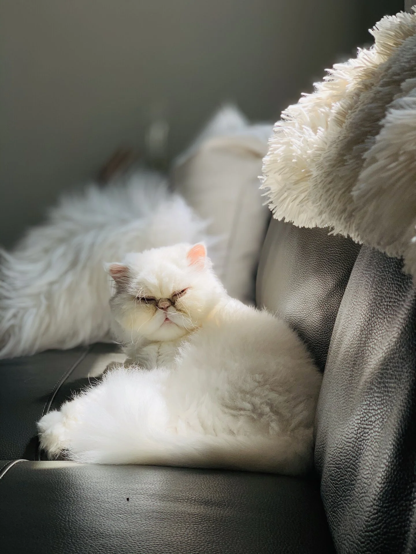 C07569EE-D217-40E3-8D07-365716FA2AB8.webp