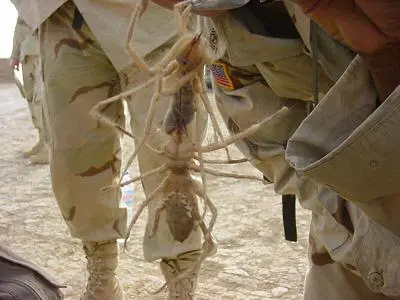 camel_spider_sm.webp