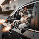 cat-gun.gif