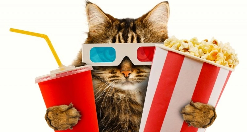 cat-watching-a-movie-via-Shutterstock-800x430.webp