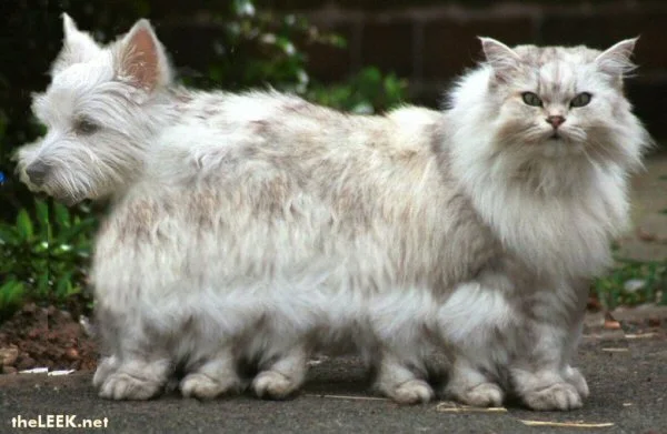 catdog.webp
