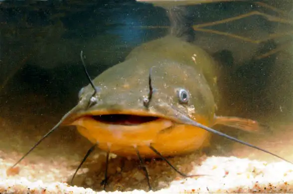 catfish.webp