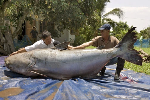 catfishey5.webp