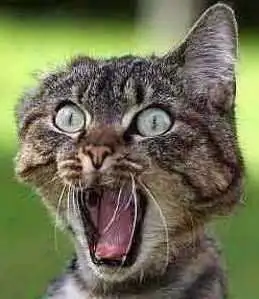 catsurprise2.webp