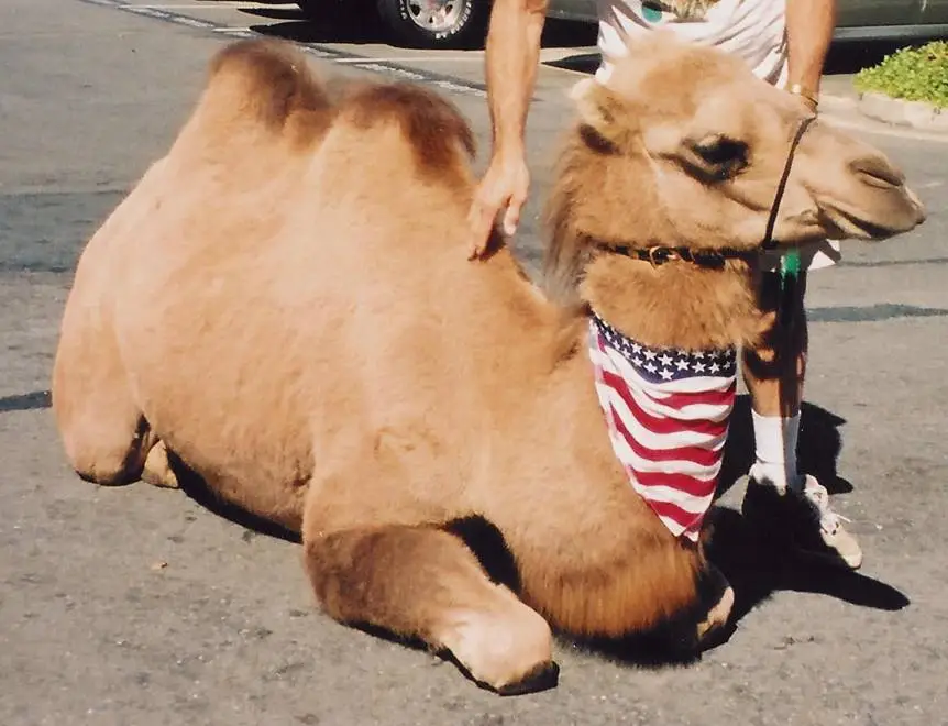 CavvyCamelSmall.webp