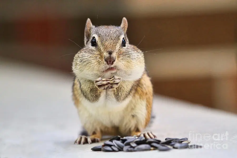 chipmunk-with-full-cheeks-peggy-collins.webp