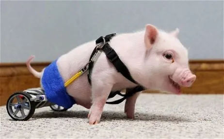 chris-p-bacon.webp