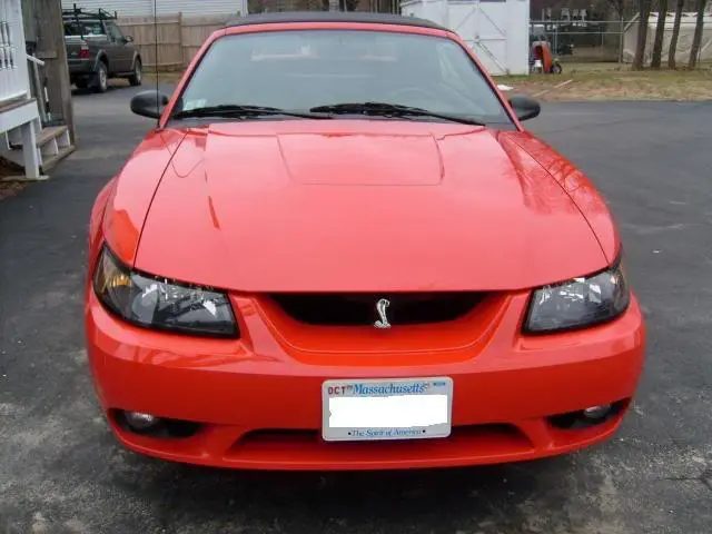 cobra_001.webp