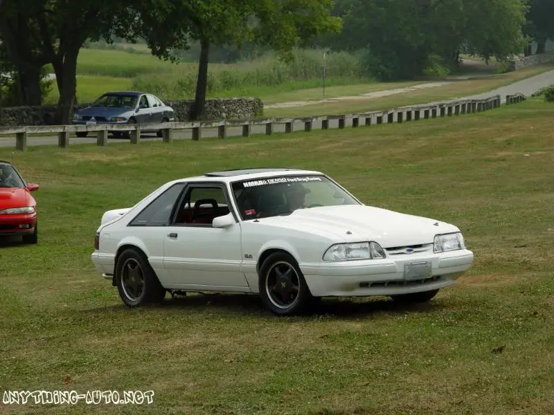 coltparkblackpony.webp