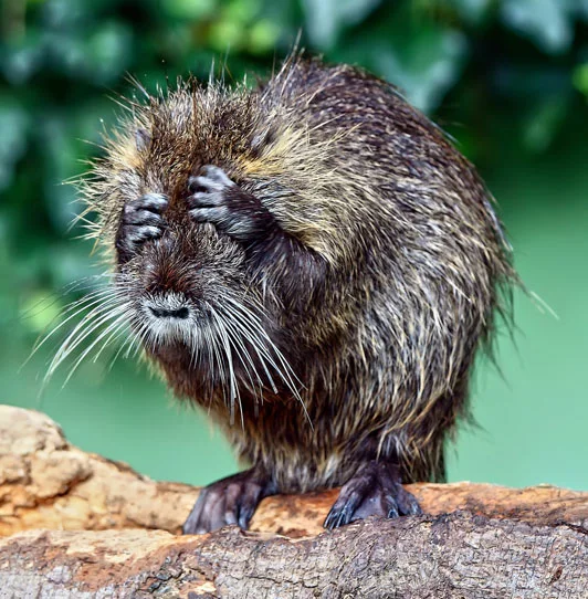 coypu_532_1457083a.webp