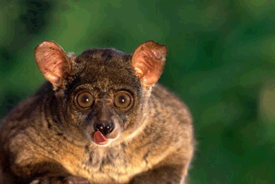 creepy-animal.gif