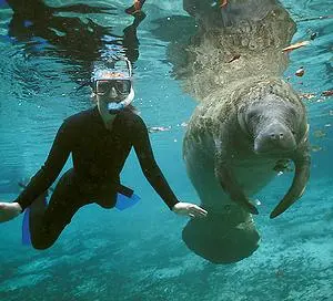 CrystalRiverSwimmerAndManatee.webp
