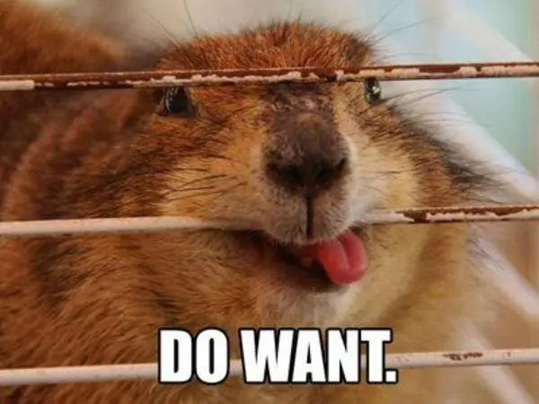 do_want.webp