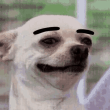 dog-raise-eyebrows.gif