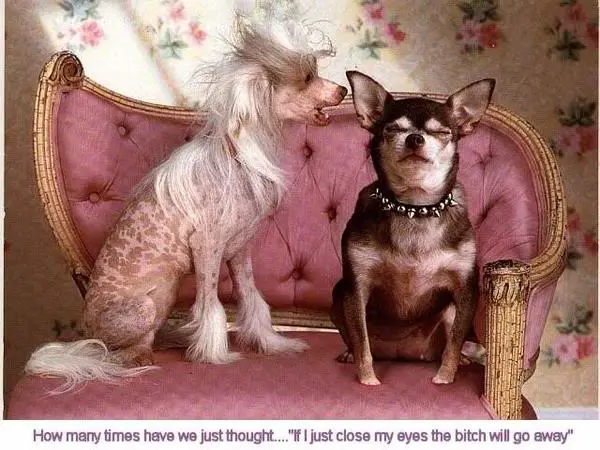 dogbitch.webp