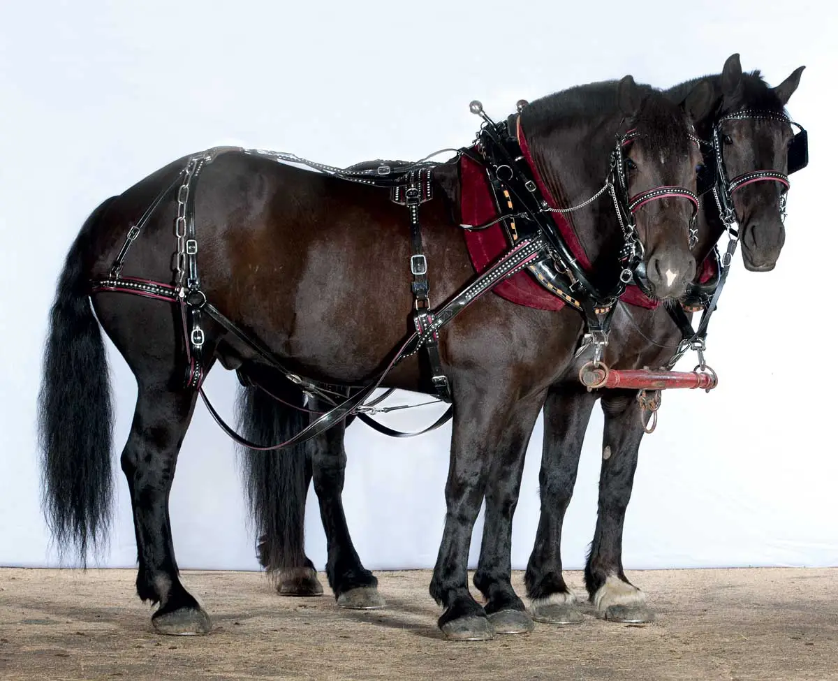 draft-horses-full-rig.webp