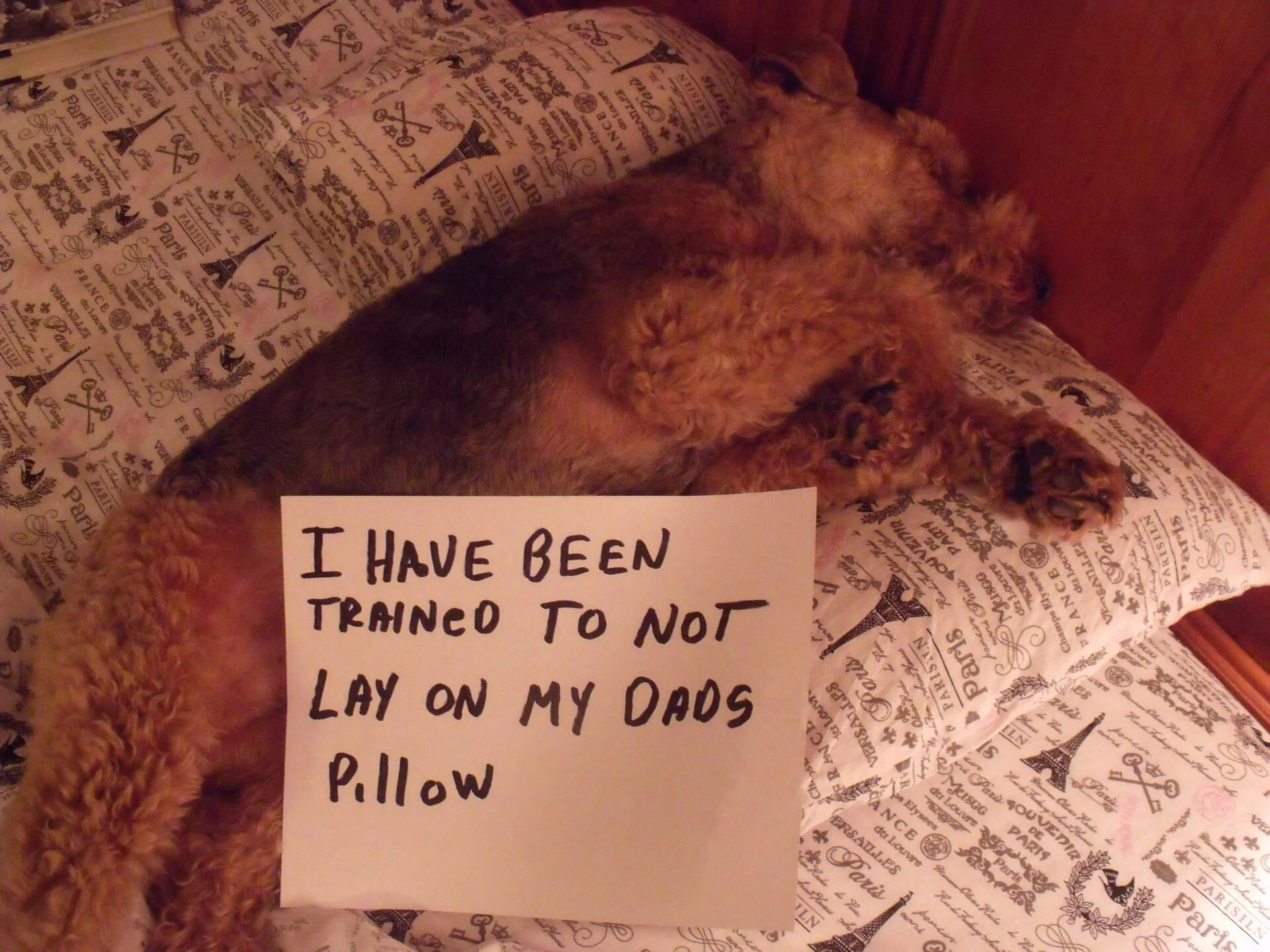 DSCF0479.webp