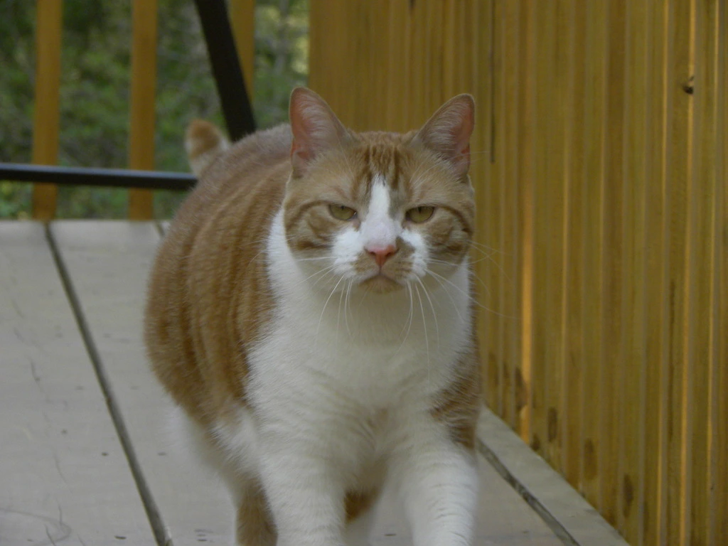 DSCN1787.webp