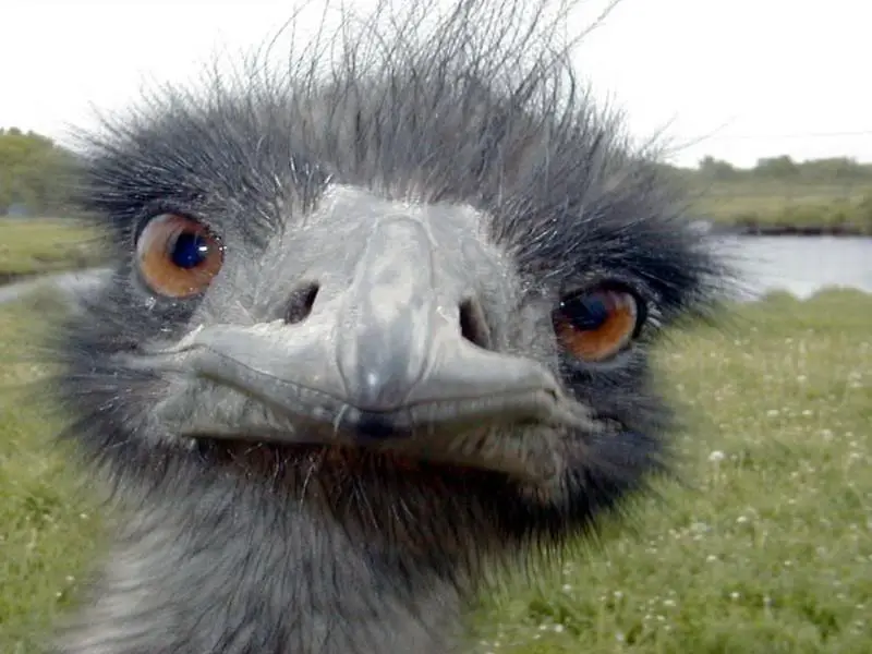 emu.webp