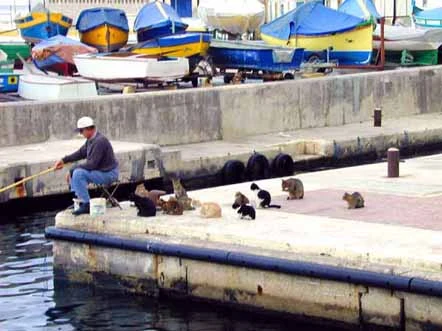expectant_cats.webp